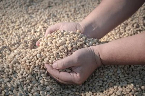 Coffee beans mannually quality control by hand Stock Photos