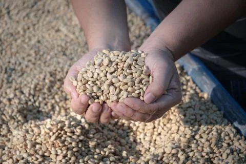 Coffee beans mannually quality control by hand Stock Photos