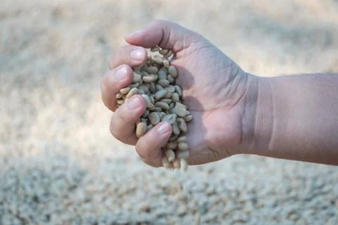 Coffee beans mannually quality control by hand Stock Photos