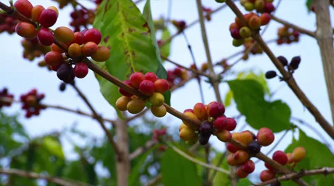 Coffee Beans Maturing on Tree Stock Footage 35225944