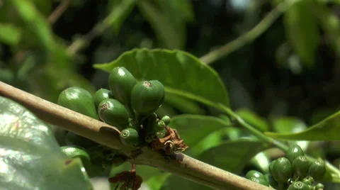 Coffee beans maturing on tree Stock Footage 37645623