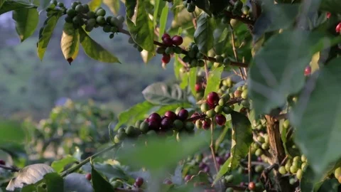 Coffee beans in the mountains Stock Footage 76892384