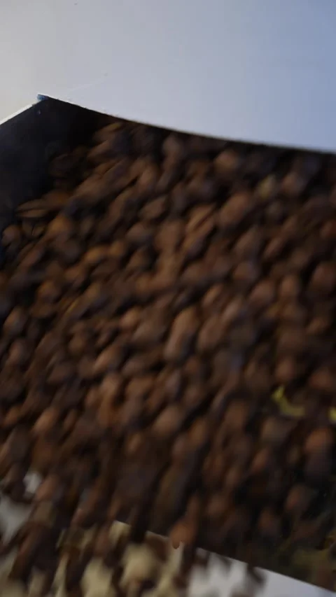 Coffee beans moving through a grading machine Stock Footage 310043418