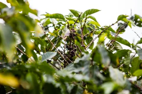 Coffee beans in the nature Stock Photos