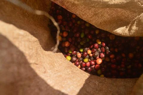Coffee beans or fruit inside the sack after harvesting Stock Photos