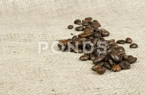 Coffee beans Stock Photos