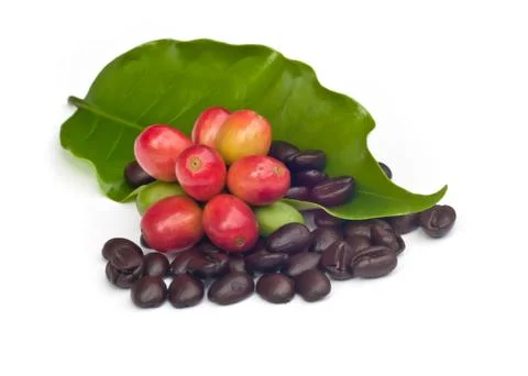 Coffee beans . Stock Photos