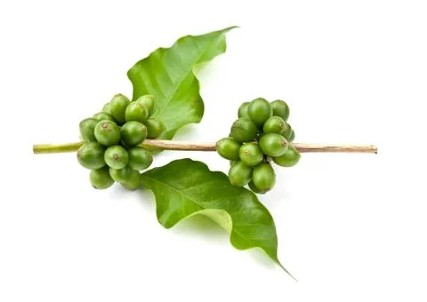 Coffee beans. Stock Photos