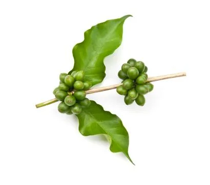Coffee beans. Stock Photos