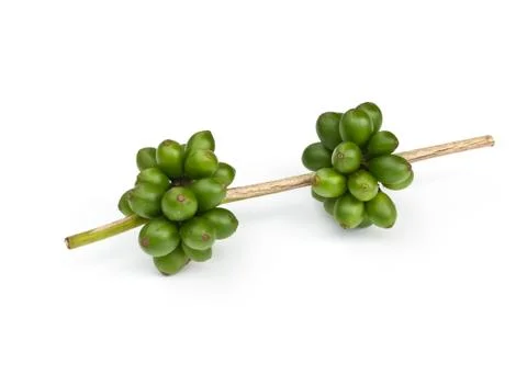 Coffee beans. 스톡 사진