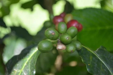 Coffee Beans Stock-Fotos