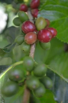 Coffee beans Stock-Fotos