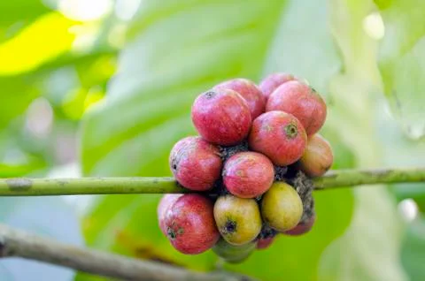 Coffee beans Foto stock