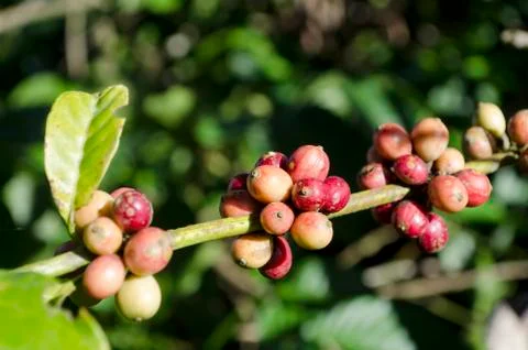 Coffee beans 스톡 사진