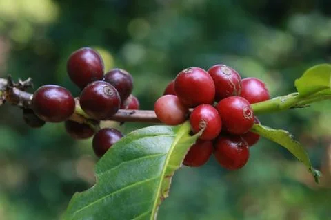 Coffee beans Stock Photos
