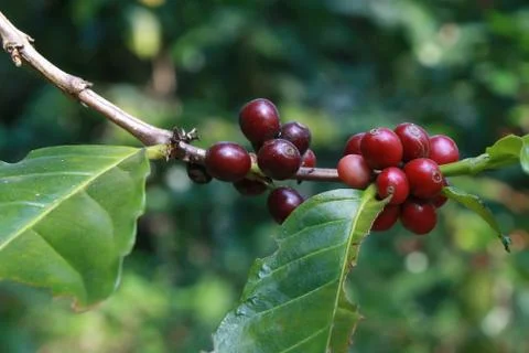 Coffee beans Stock Photos
