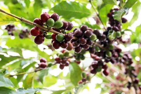 Coffee beans Stock Photos