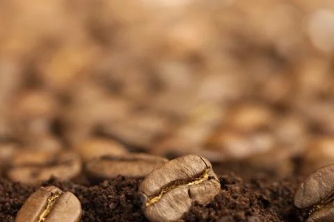 Coffee beans Stock Photos