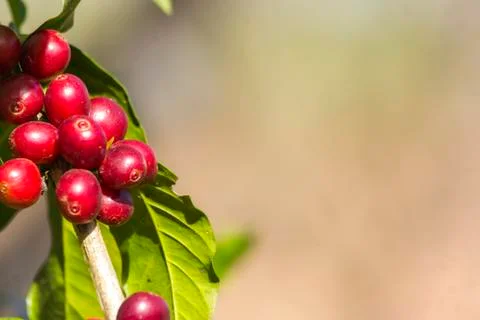 Coffee beans Stock Photos