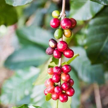 Coffee beans Stock Photos