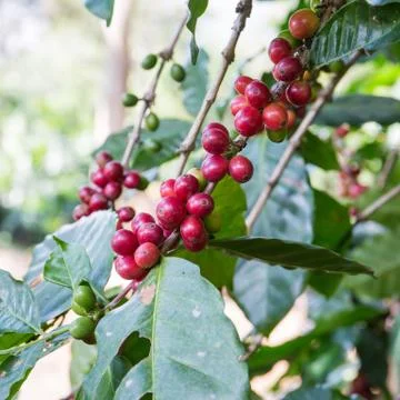 Coffee beans 스톡 사진