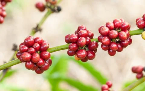 Coffee beans Stock Photos