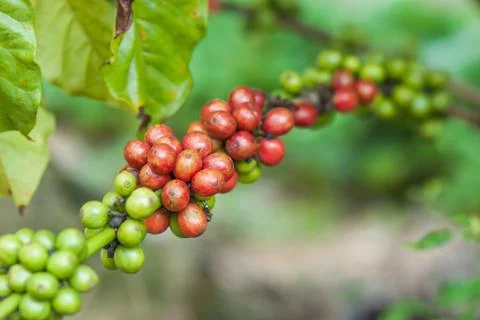 Coffee beans Stock Photos