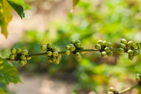 Coffee beans Stock Photos