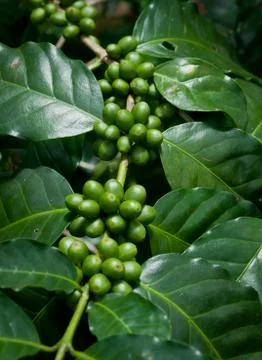 Coffee beans . Stock Photos