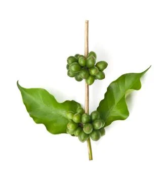 Coffee beans. Stock Photos