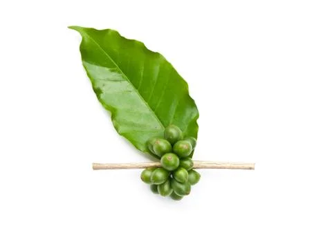 Coffee beans. Fotos de archivo