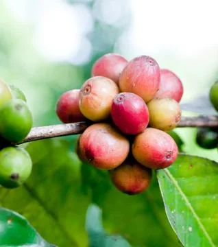 Coffee beans . Stock Photos