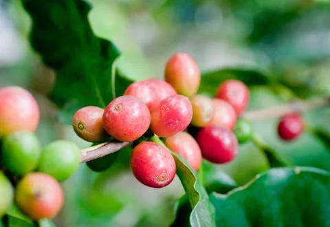 Coffee beans . Stock Photos