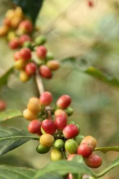Coffee beans Stock Photos
