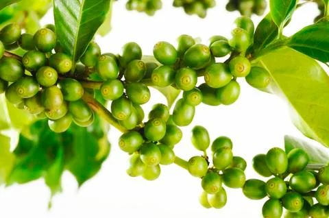 Coffee beans Stock Photos