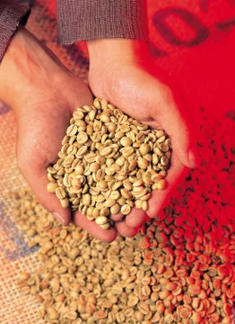 Coffee Beans Stock Photos