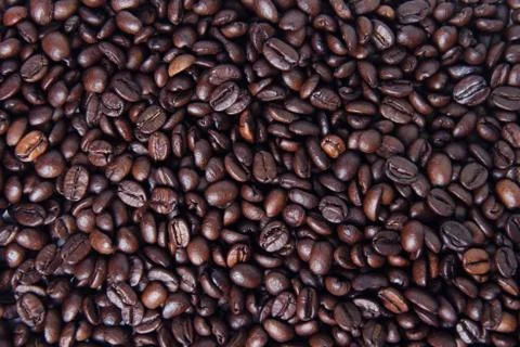 Coffee beans 写真素材