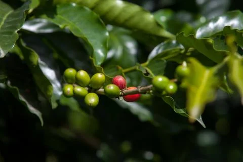 Coffee Beans Stock Photos