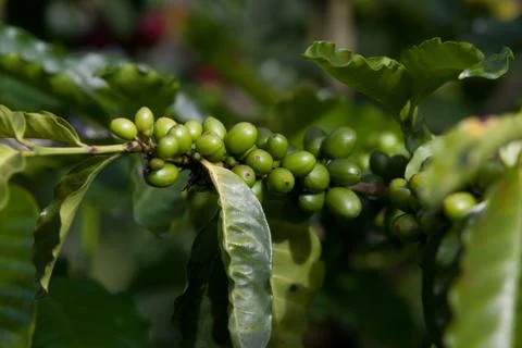 Coffee Beans Stock Photos