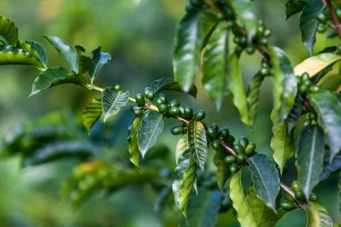 Coffee Beans Stock Photos