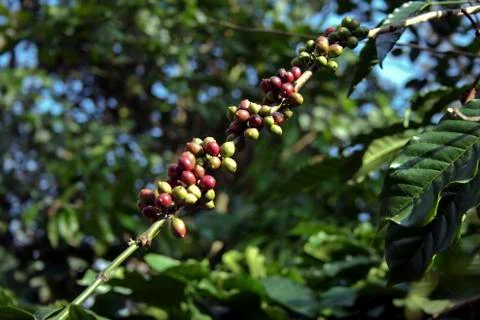 Coffee Beans Stock Photos