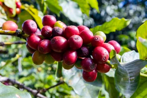 Coffee beans Stock Photos