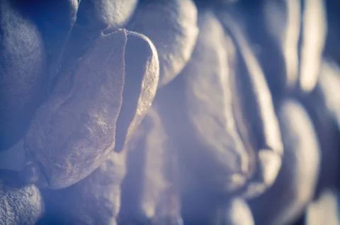 Coffee beans Stock Photos