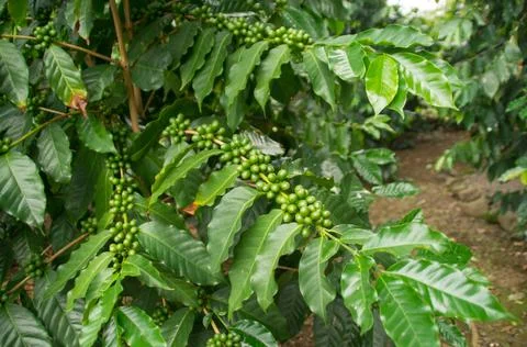 Coffee beans Stock Photos