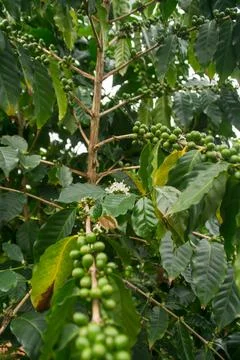 Coffee beans Stock Photos