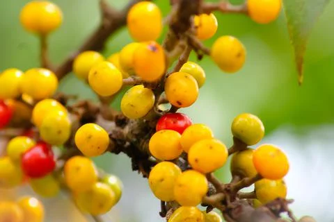 Coffee beans Stock Photos