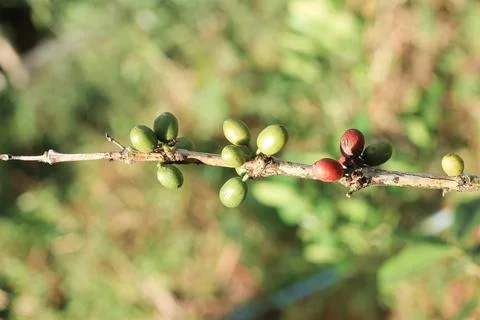 Coffee beans Stock Photos