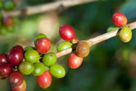 Coffee beans on plant Stock Photos