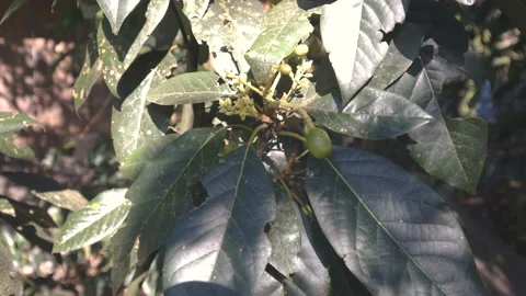 Coffee beans on a plantation in Peru Stock Footage 162909149