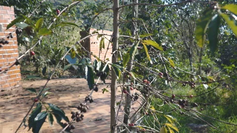 Coffee beans on a plantation in Peru Stock Footage 162909209